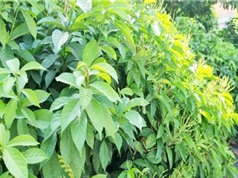 Long An: Ứng dụng chiết xuất cây đom đóm vào nông nghiệp an toàn